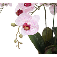 Thumbnail for 66cm Multi Stem Pink Butterfly Artificial Potted Orchid -