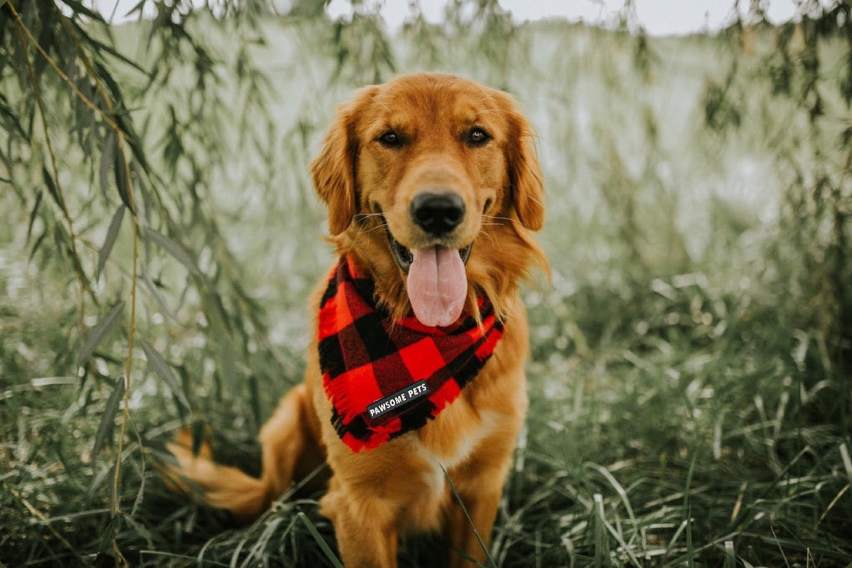 Bandana - Finley -