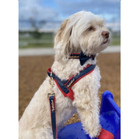 Thumbnail for Puccissime - Cardinal One-Click Dog Harness - 5 SIZES -