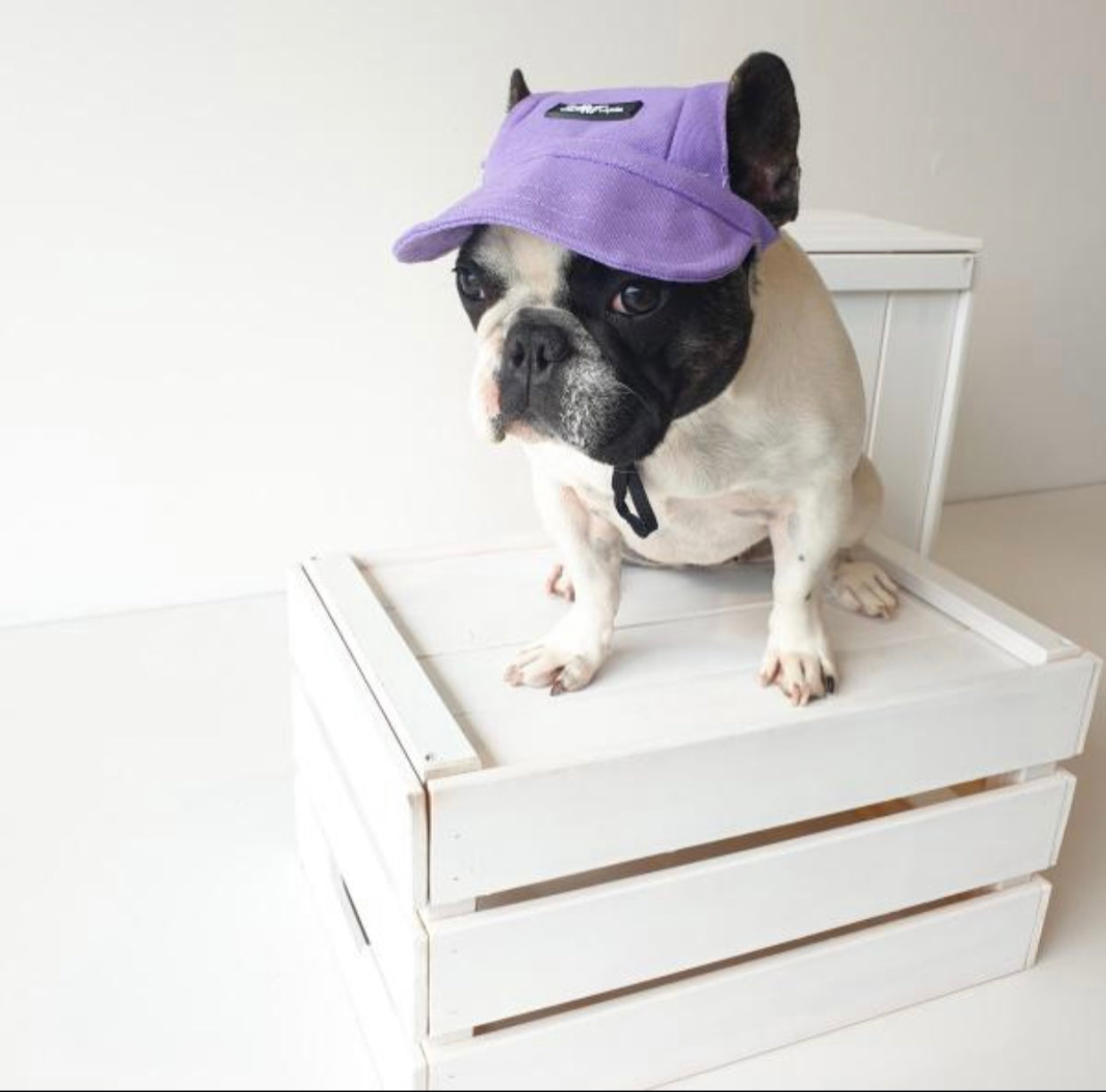 Pets Cap Purple - 4 SIZES -