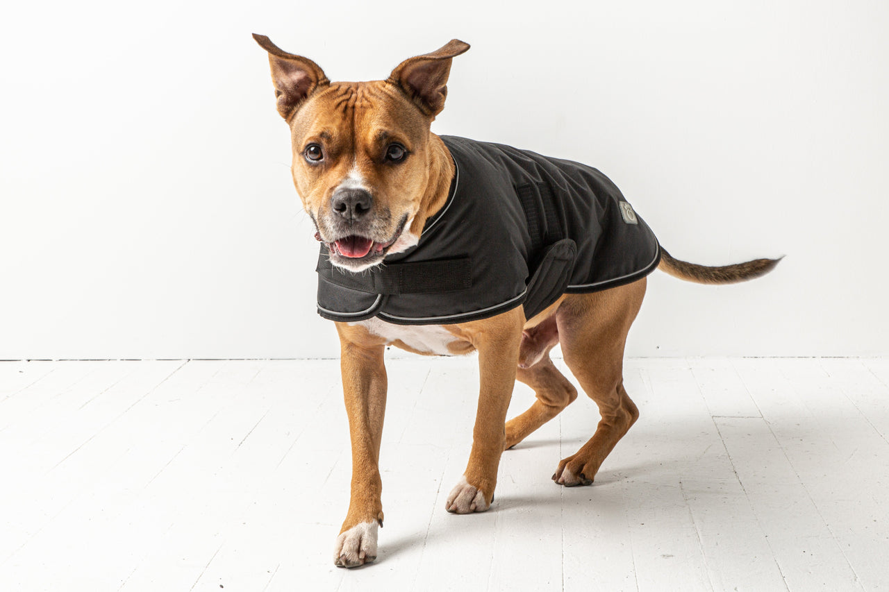 Dog Blanket Jacket - Black - 7 SIZES -