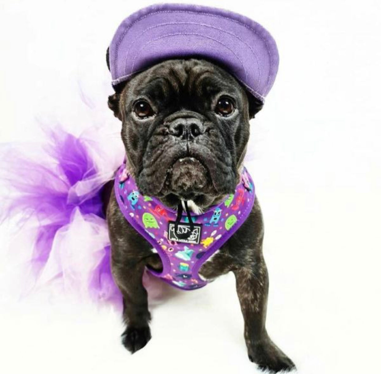 Pets Cap Purple - 4 SIZES -