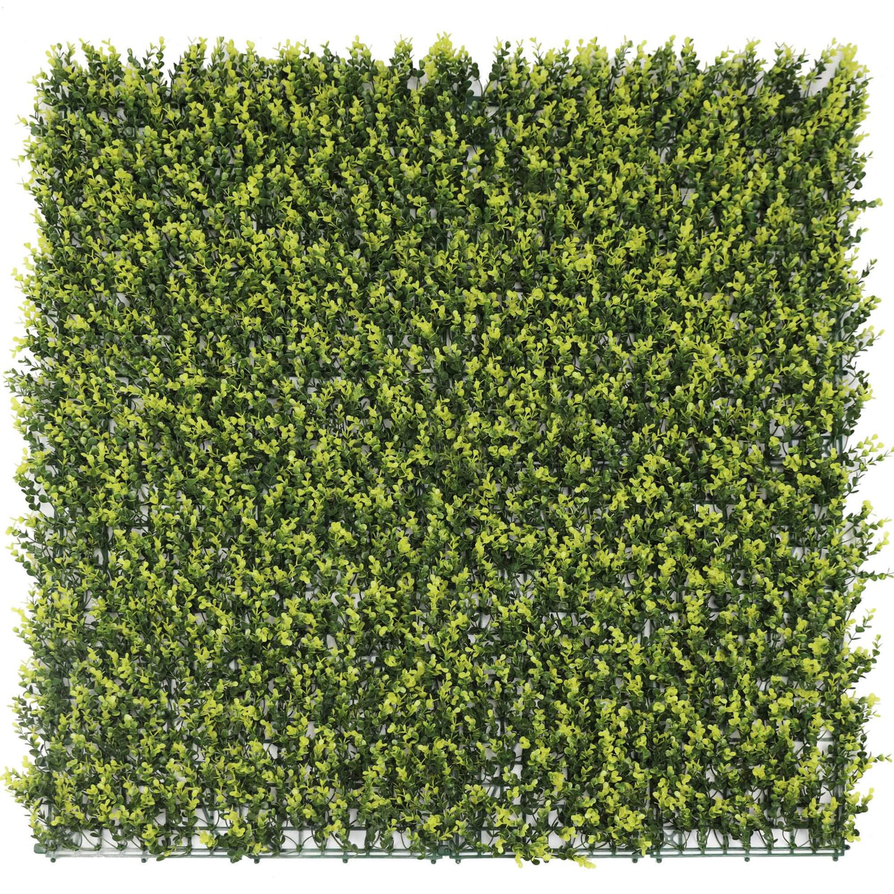 Yellow English Artificial Boxwood Wall 40" X 40" 11SQ FT UV Resistant -