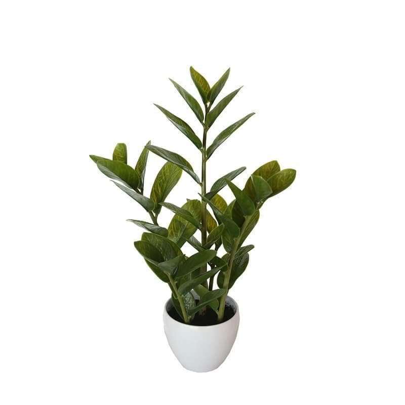 60cm Potted Faux Zanzibar -