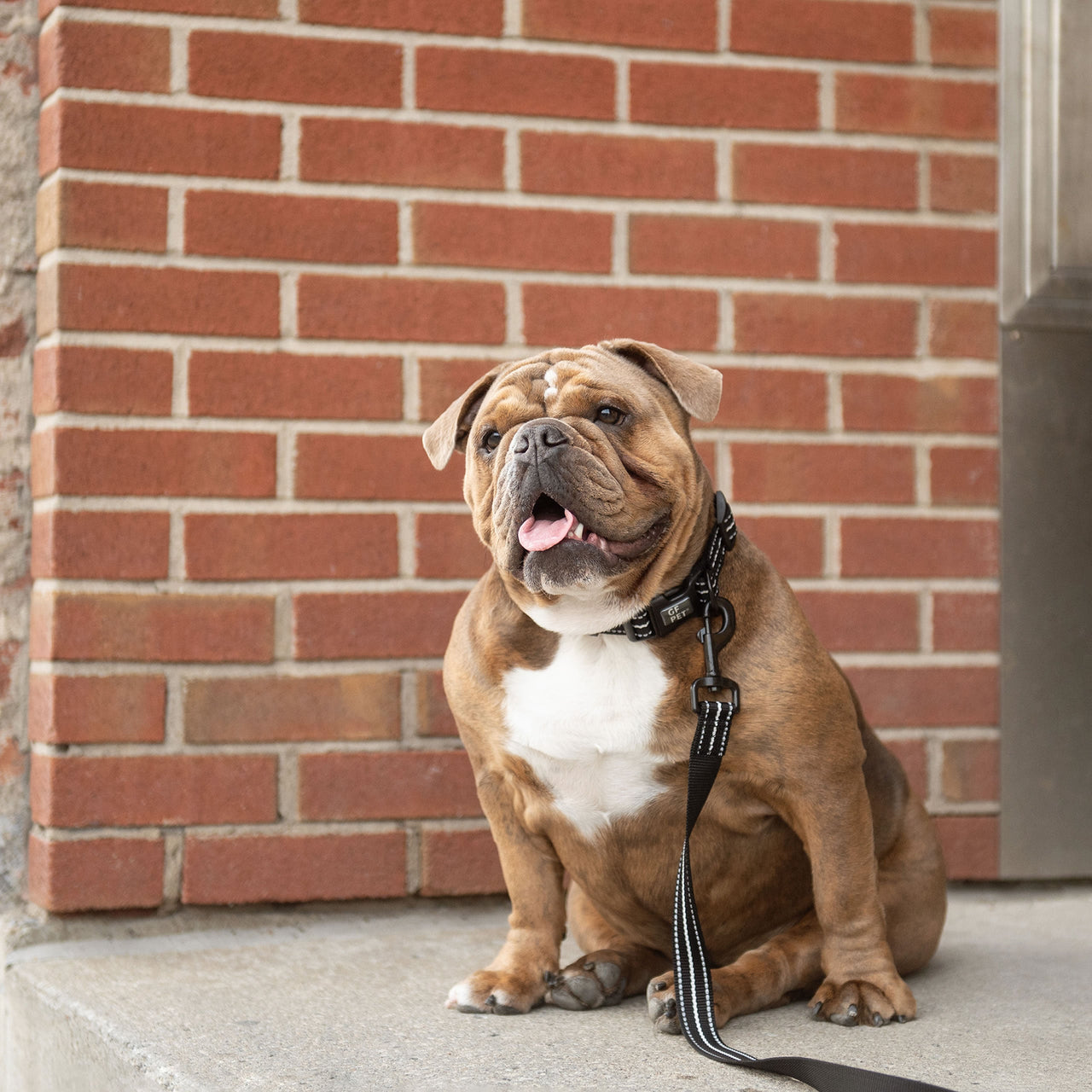 Reflective Leash - Black - 2 SIZES -