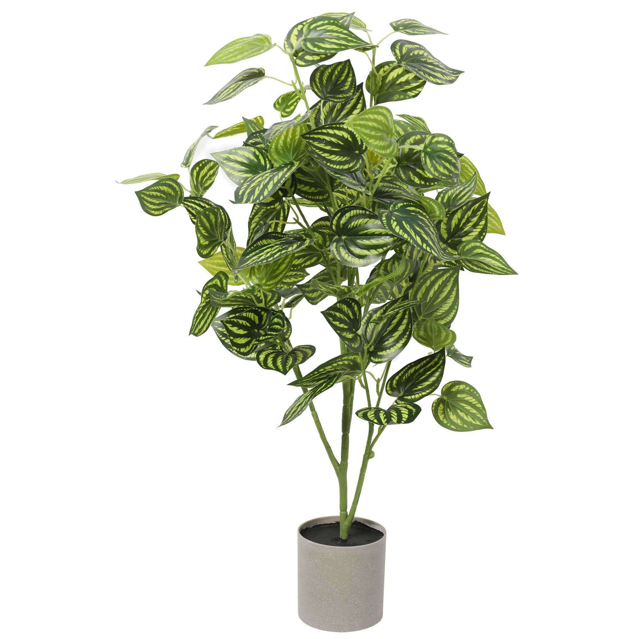 Bright Mixed Philodendron Plant 70cm -