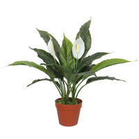 Thumbnail for Artificial Spathiphyllum Peace Lily Plant With White Flowers 60cm -