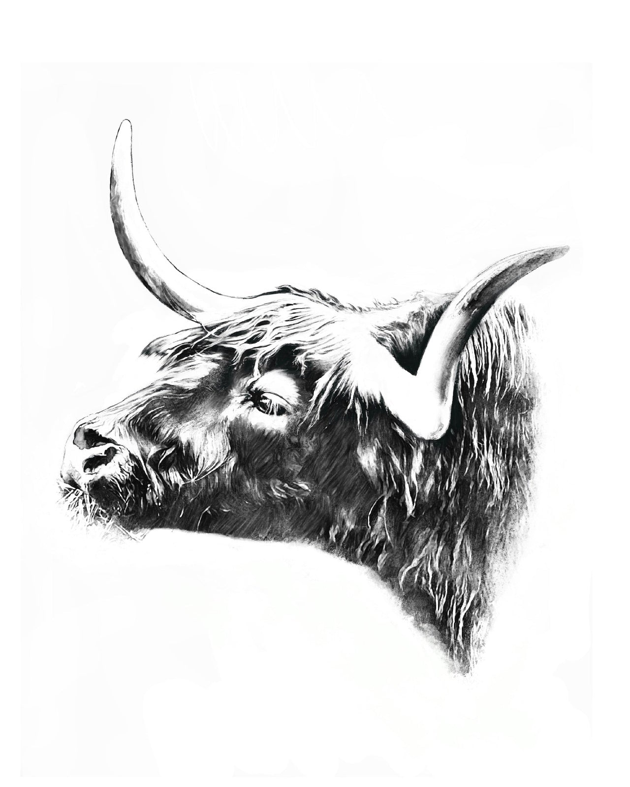 Highland Bull Wall Art Print - 3 SIZES -