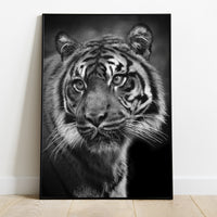 Thumbnail for Tiger - USA Printed - 4 SIZES -