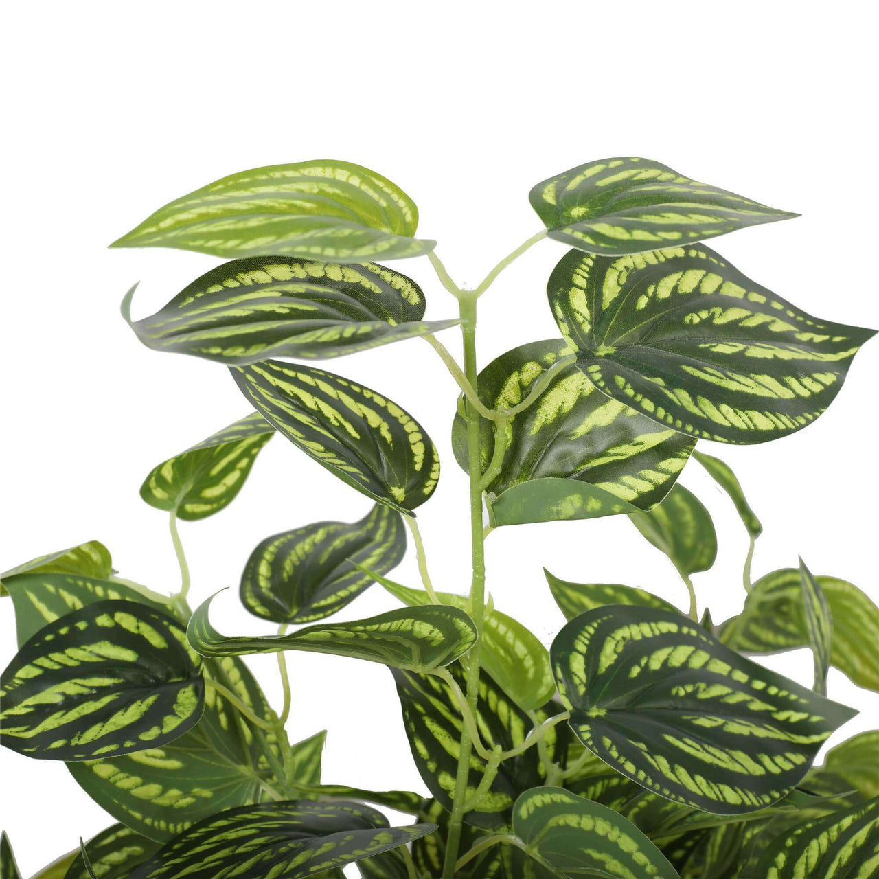 Bright Mixed Philodendron Plant 70cm -