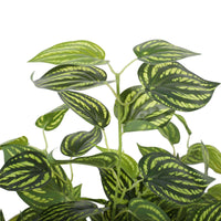 Thumbnail for Bright Mixed Philodendron Plant 70cm -