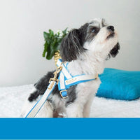 Thumbnail for Puccissime - My Baby Boy One-Click Dog Harness - 4 SIZES -