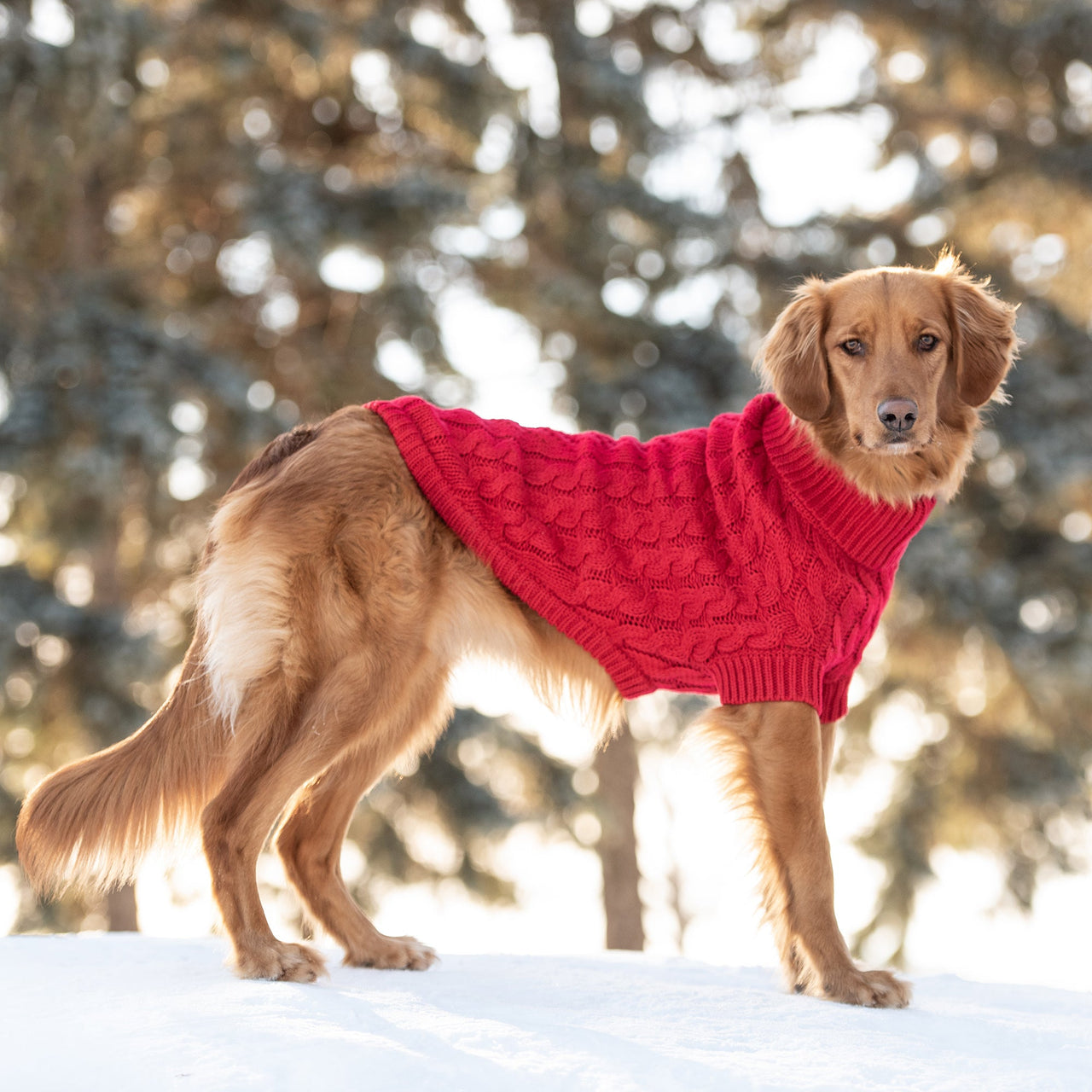 Chalet Dog Sweater - Red - 9 SIZES -