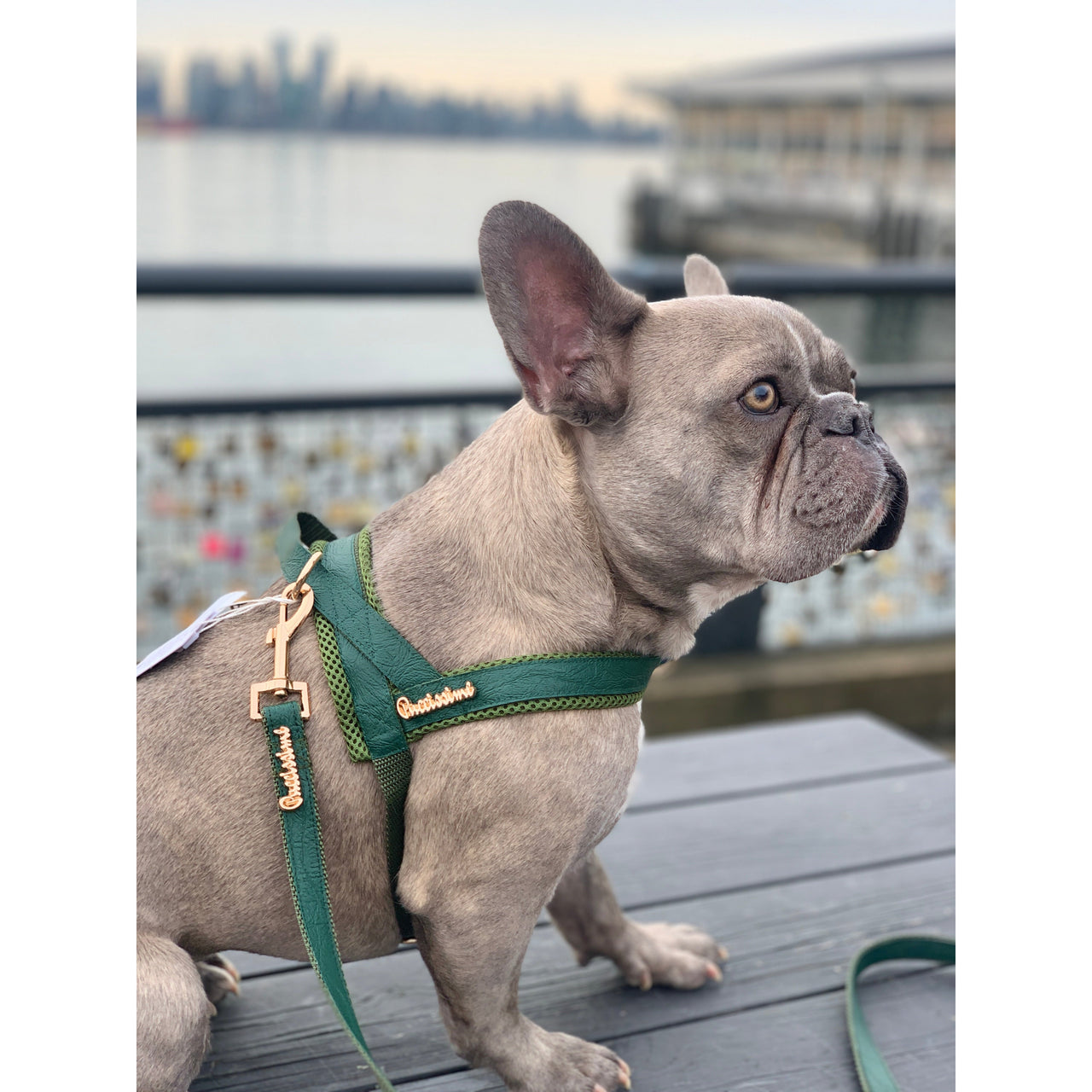 Puccissime - Jade One-Click Dog Harness - 4 SIZES -