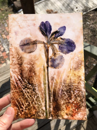 Thumbnail for Pressed Purple Iris : Prints - 3 SIZES -