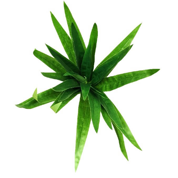 3 Pack - Aloe Vera Plant Stem 30cm -