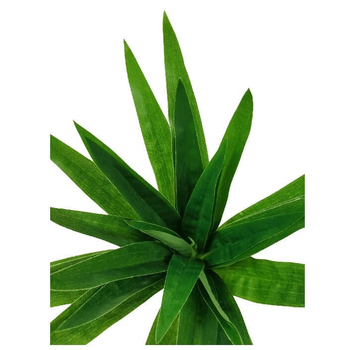 3 Pack - Aloe Vera Plant Stem 30cm -