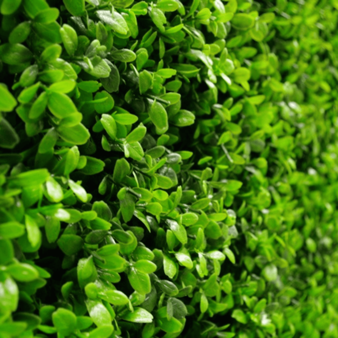 Bright Artificial Boxwood Wall 40" X 40" 11SQ FT UV Resistant -