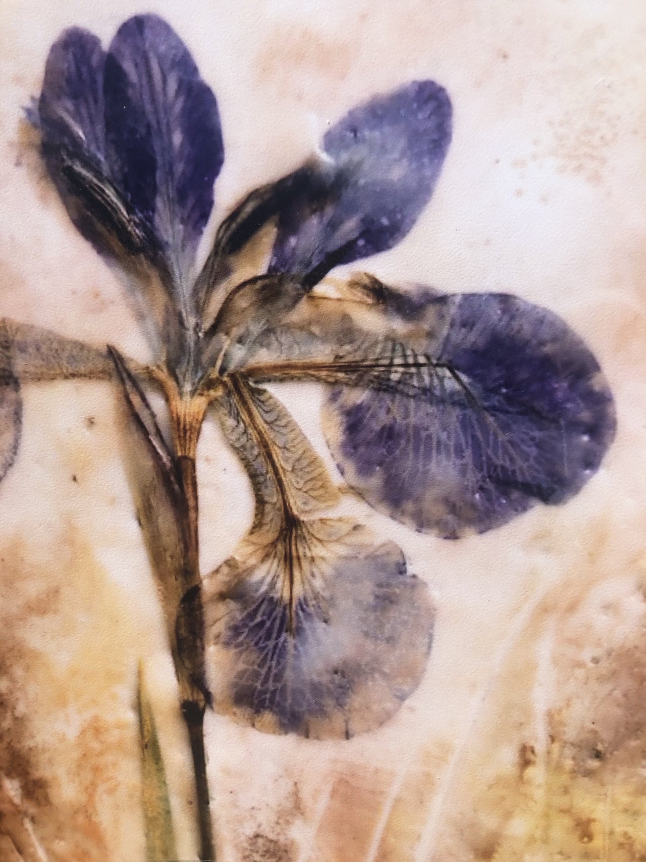 Pressed Purple Iris : Prints - 3 SIZES -