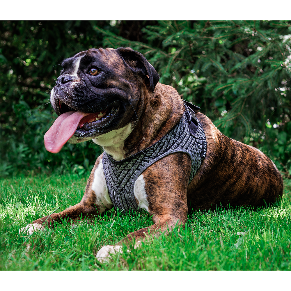 Instachew - PETKIT Air Fly Dog Harness - 4 SIZES -