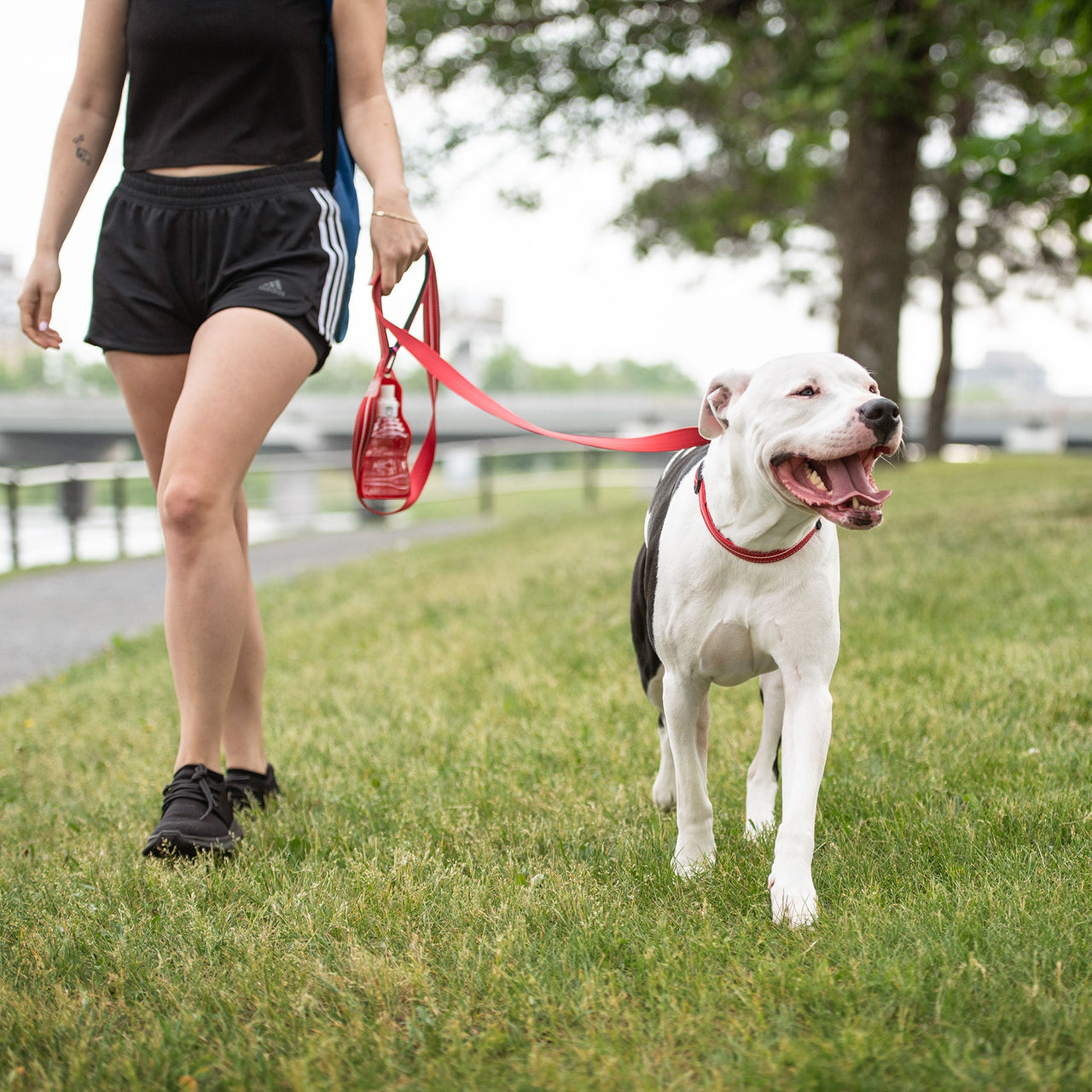 Reflective Leash - Red - 2 SIZES -