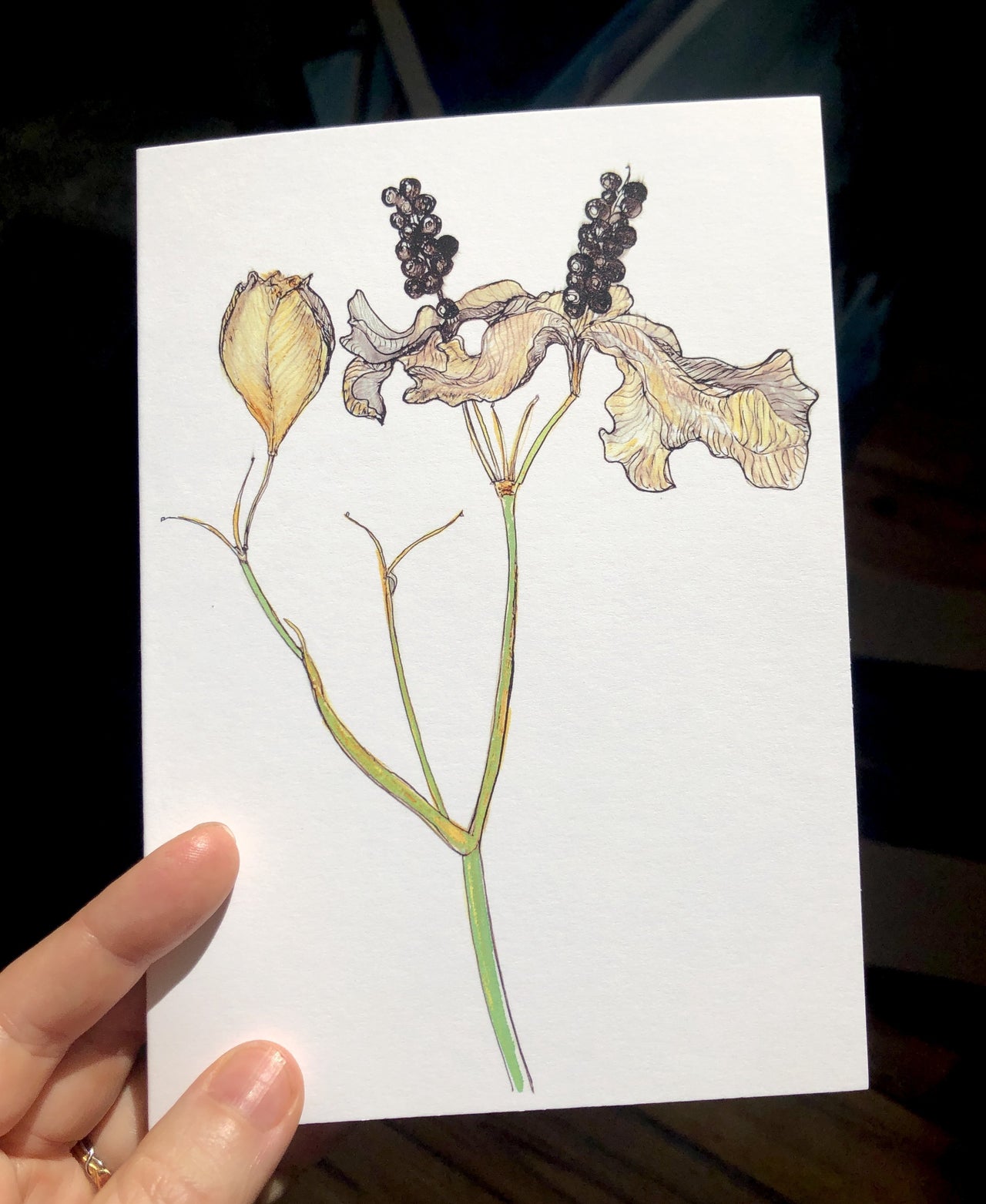 Blackberry Lily : Greeting Card - 5"X7" - 1 OR SET(6) -