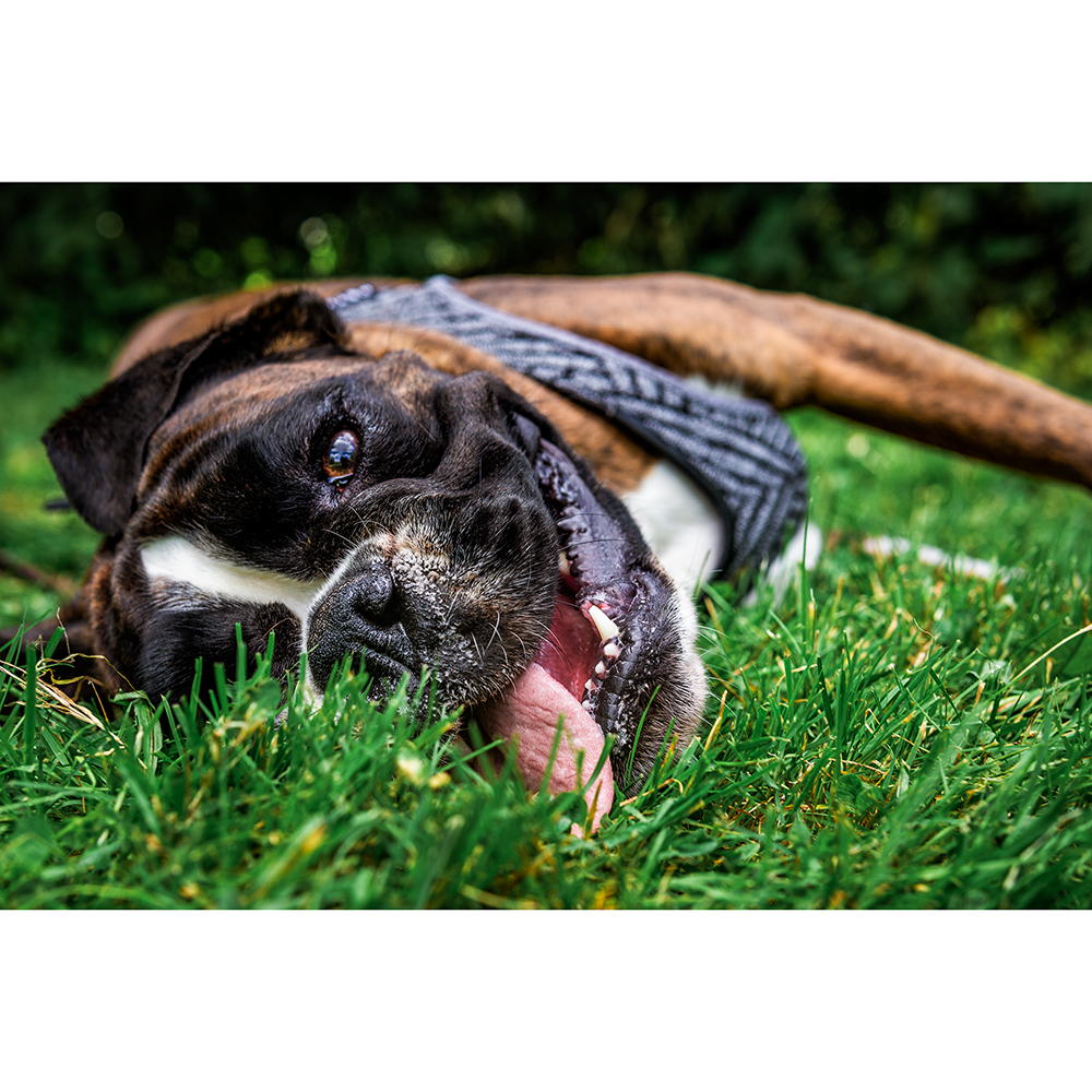 Instachew - PETKIT Air Fly Dog Harness - 4 SIZES -