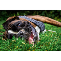 Thumbnail for Instachew - PETKIT Air Fly Dog Harness - 4 SIZES -