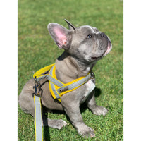 Thumbnail for Puccissime - Morning Mist One-Click Dog Harness - 4 SIZES -