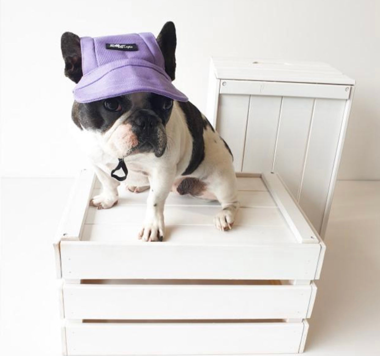 Pets Cap Purple - 4 SIZES -