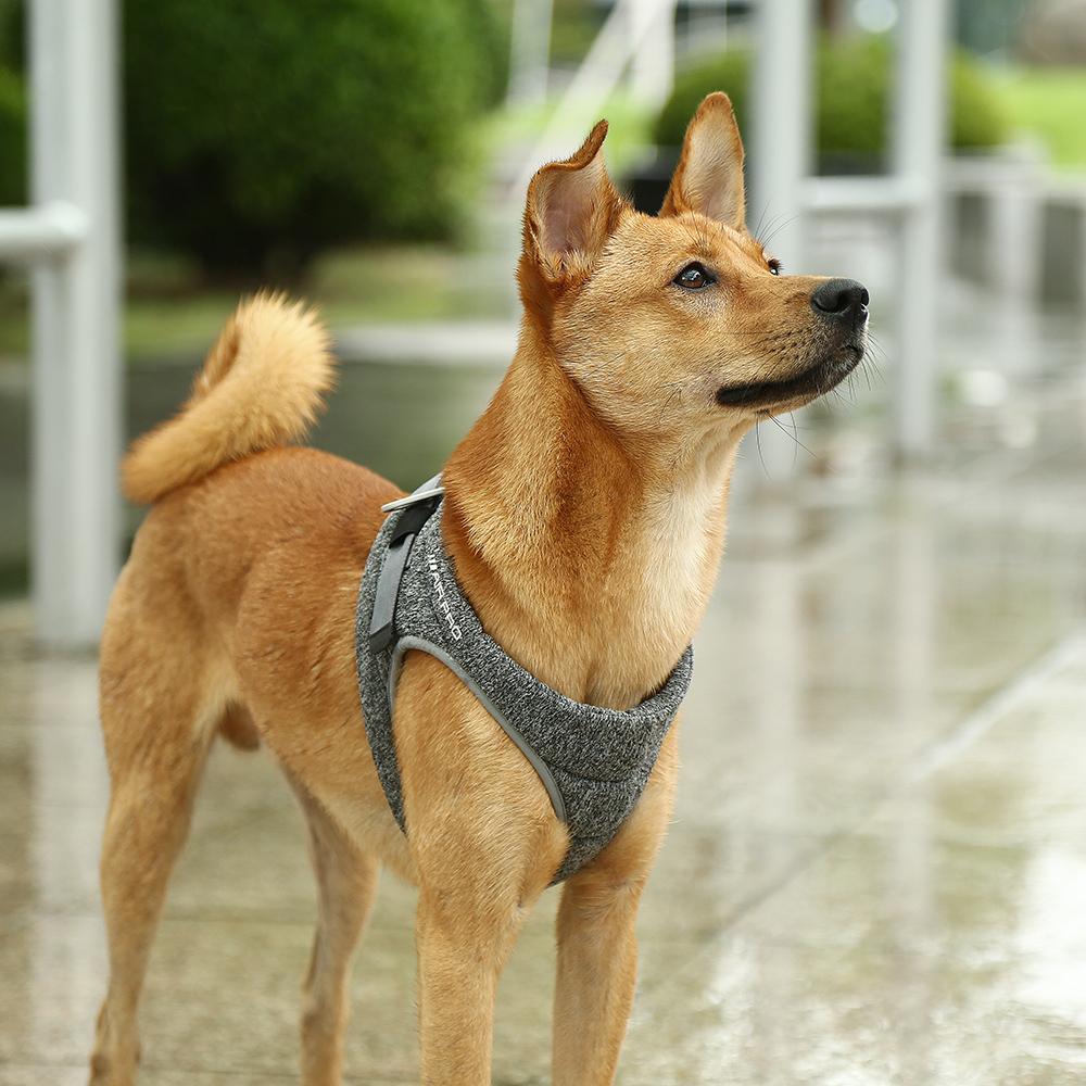 Instachew - PETKIT Air Pro Dog Harness - 3 SIZES -