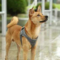 Thumbnail for Instachew - PETKIT Air Pro Dog Harness - 3 SIZES -