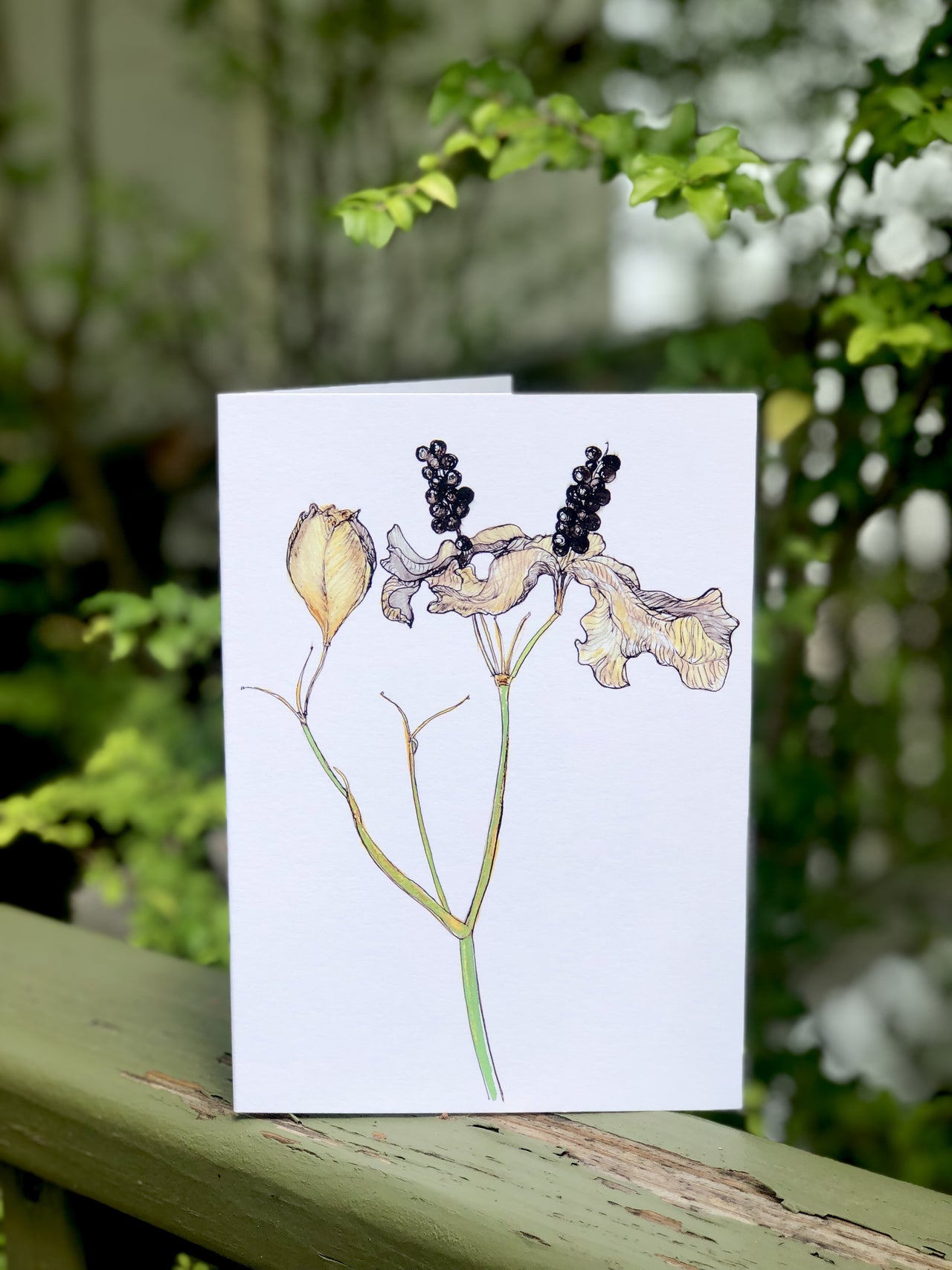 Blackberry Lily : Greeting Card - 5"X7" - 1 OR SET(6) -