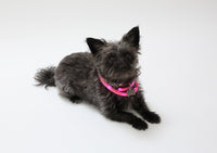 Thumbnail for Savoy - Silicone Cuttable LED Illuminated Dog Collar - USB Rechargeable - Pink 1 COLOR -