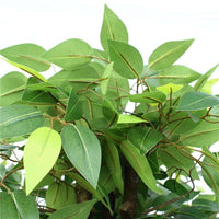 Thumbnail for Bushy Artificial Ficus Tree 140cm - Dark Trunk -