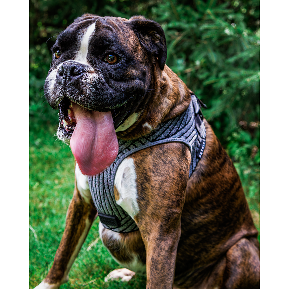 Instachew - PETKIT Air Fly Dog Harness - 4 SIZES -