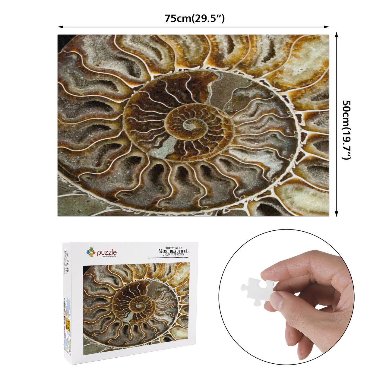 OOTO - AMMONITE - PUZZLE_H2 Chipboard Jigsaw Puzzle (1000-Piece) -