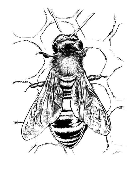 Honey Bee Art Print - 3 SIZES -