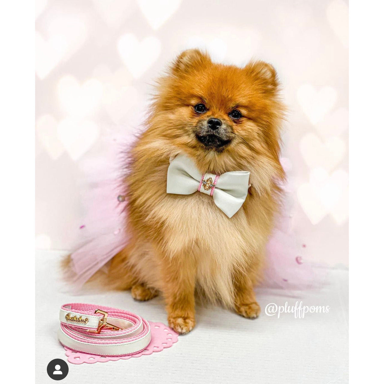 Puccissime - My Baby Girl Bow Tie -