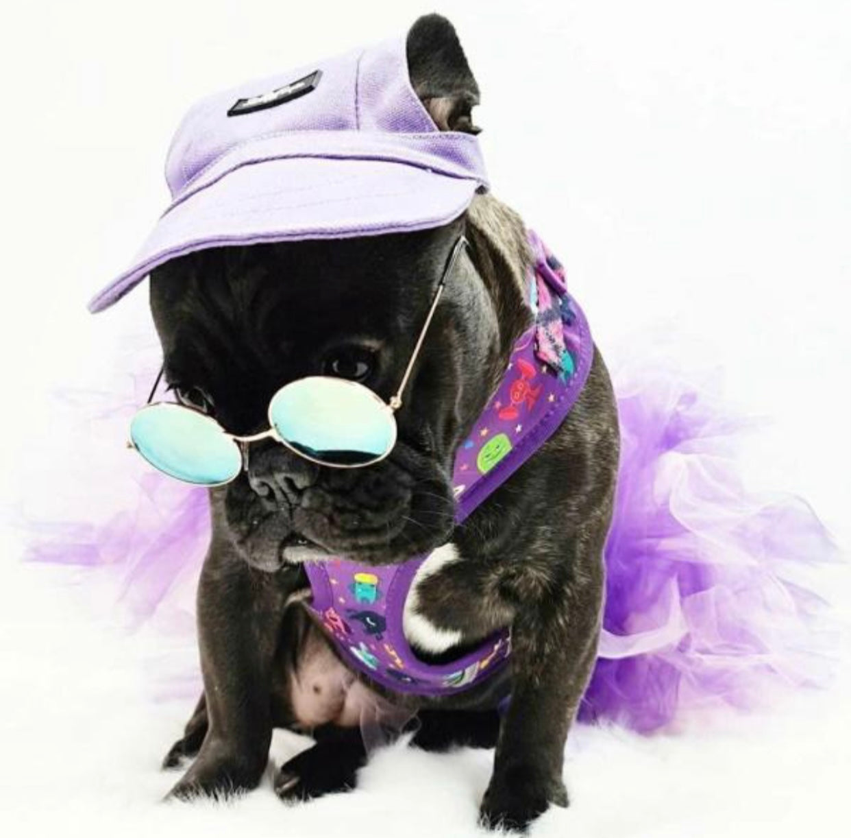 Pets Cap Purple - 4 SIZES -