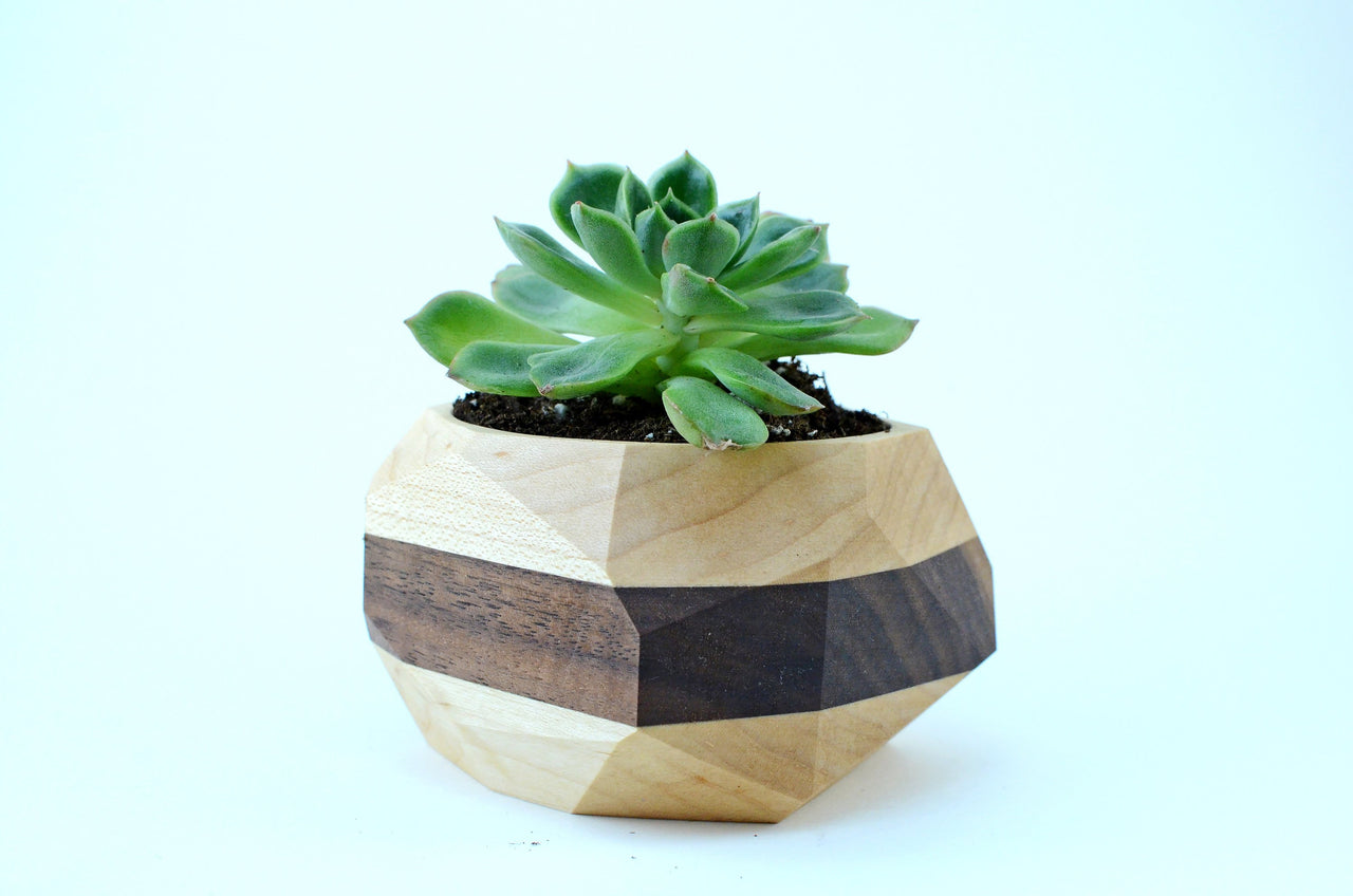 Iron Roots Design - Geometric Cactus & Succulent Planter - 2 COLORS -