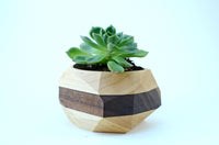 Thumbnail for Iron Roots Design - Geometric Cactus & Succulent Planter - 2 COLORS -