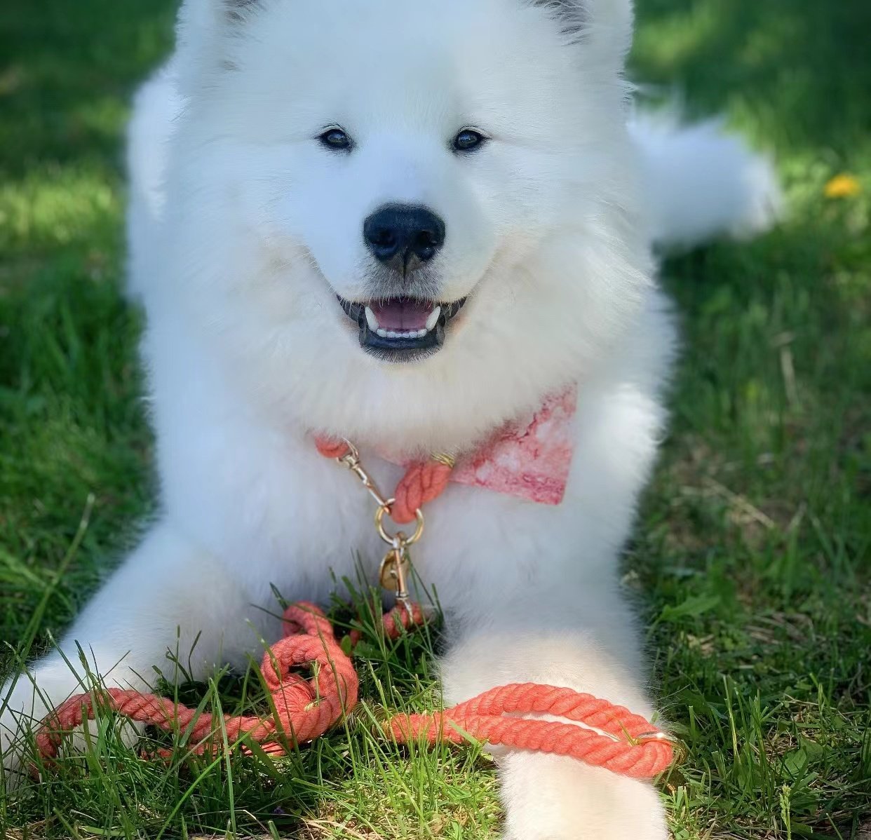 Dog Rope Leash - Watermelon Red -