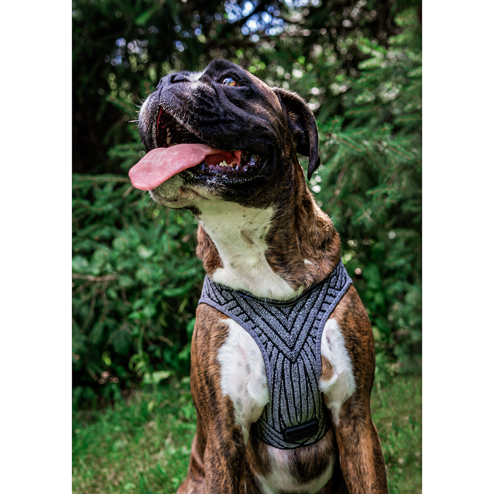 Instachew - PETKIT Air Fly Dog Harness - 4 SIZES -