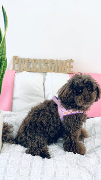 Thumbnail for Puccissime - Lavender One-Click Dog Harness - 4 SIZES -