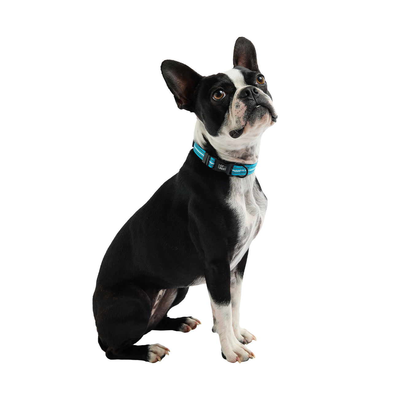 Reflective Collar - Neon Blue - 5 SIZES -