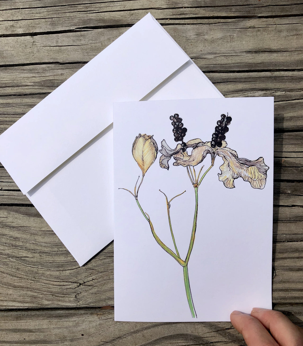 Blackberry Lily : Greeting Card - 5"X7" - 1 OR SET(6) -