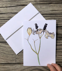 Thumbnail for Blackberry Lily : Greeting Card - 5