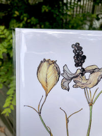 Thumbnail for Blackberry Lily : Greeting Card - 5