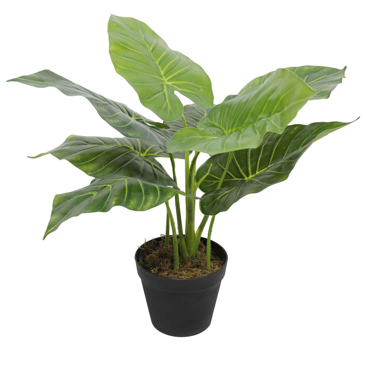 Artificial Potted Taro Plant / Elephant Ear 55cm -